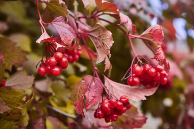 Sonbaharda viburnum ağacının güzel parlak kırmızı meyveleri ve yaprakları. Yakın çekim, makro