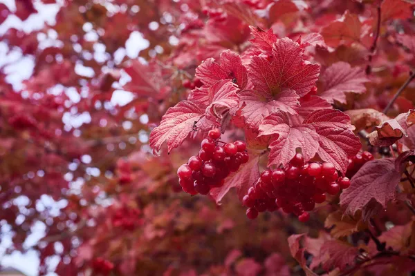 Ярко Красные Ягоды Листья Вибурна Осенью Крупный План Макро — стоковое фото