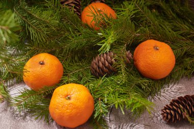 Mandalinalar, kozalaklı köknar dalları. Noel kompozisyonu.