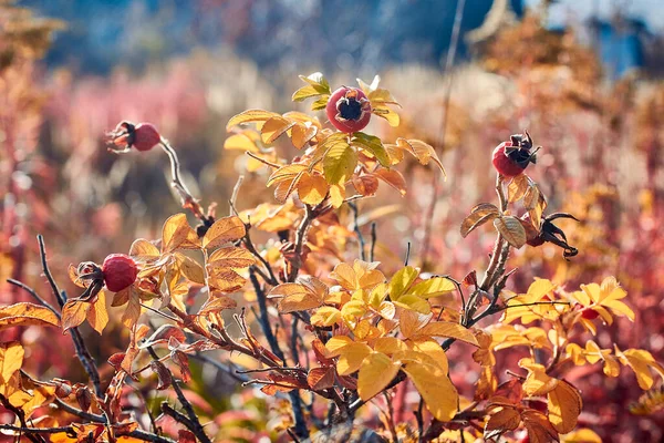 Красные Ягоды Листья Шиповника Красивый Осенний Фон Крупный План Макро — стоковое фото