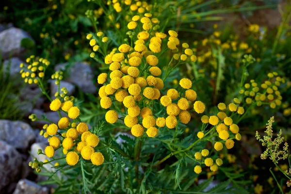 Bright yellow flowers of the tansy plant. Close-up, macro, selective focus.