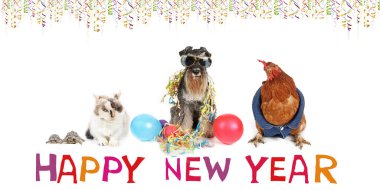Hayvanlarla yeni yıl kartı, minyatür schnauzer kedili tavuk kuşu ve kaplumbağa. 