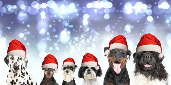 Весела Різдвяна Листівка Тварин Група Собак Білий Різдвяний Капелюх — стокове фото