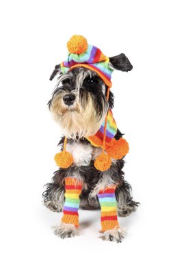 Beyaz arka planda yünlü kep ve eşarplı minyatür schnauzer köpek yavrusu. 