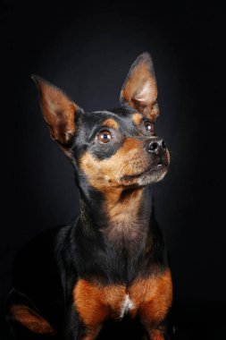 Siyah arkaplanda minyatür pinscher portresi 
