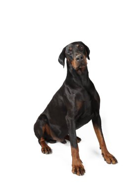Uzun kuyruklu ve kulaklı büyük doberman beyaz arka planda tek başına oturuyor. 