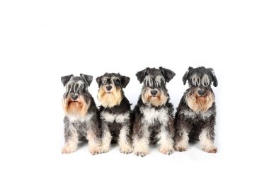 Minyatür schnauzer grubu beyazın üzerinde izole bir şekilde oturuyor. 