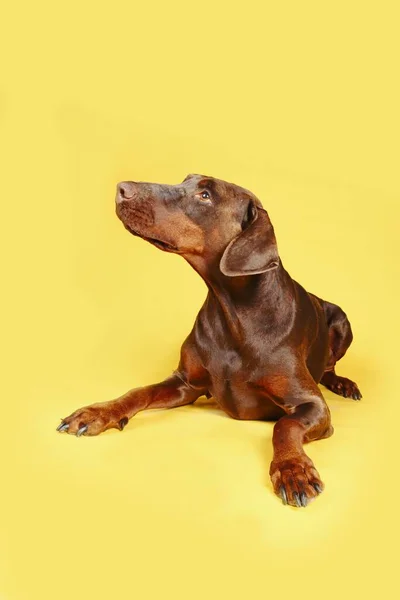 Doberman Marrón Con Cola Orejas Largas Aisladas Sobre Fondo Pastel —  Fotos de Stock