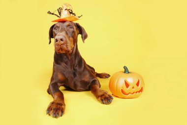 Cadılar Bayramı şapkasıyla bir balkabağının yanında yatan doberman. 