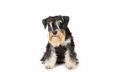 Minyatür schnauzer siyah ve gümüş beyazın üzerinde izole bir şekilde oturuyor. 
