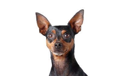 Pinscher 'ın portresi beyaza izole edilmiş.