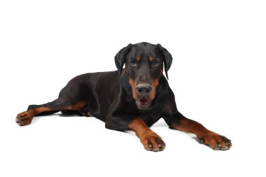 Doberman yerde yatıyor, bembeyaz. 