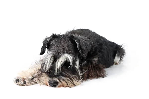 Close Miniature Schnauzer Sleeping Alone White Background — Stock Photo, Image