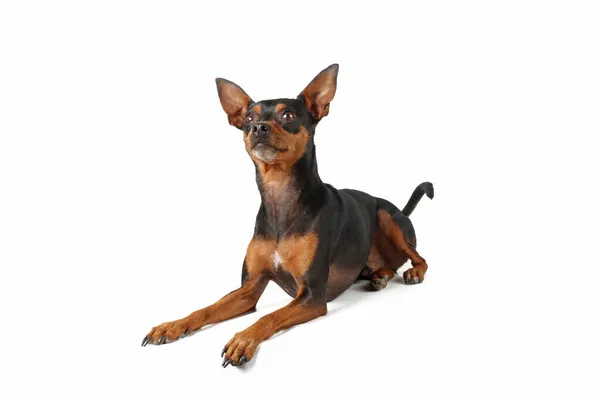 Pinscher Miniatura Sdraiato Sul Pavimento Isolato Bianco — Foto Stock