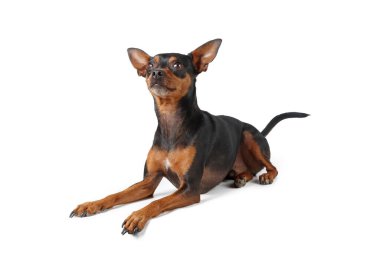 Minyatür pinscher köpeği beyaz arkaplanda izole edilmiş. 