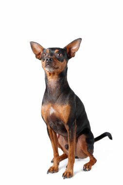 Minyatür pinscher köpeği beyaz arkaplanda izole edilmiş. 
