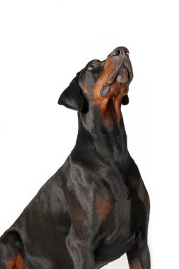 Siyah doberman stüdyo çekimine bakıyor. 