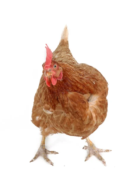 Hühnervogel Isoliert Auf Weißem Hintergrund — Stockfoto
