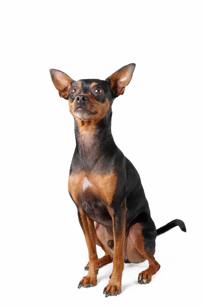 Miniatyr Pinscher Hund Isolerad Vit Bakgrund — Stockfoto