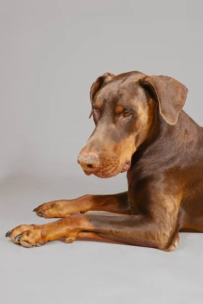 Retrato Doberman Marrón Aislado Sobre Fondo Gris —  Fotos de Stock