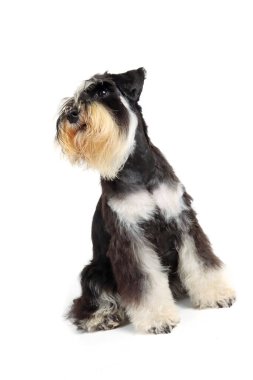 Beyaz arka plan stüdyo çekimlerinde izole edilmiş minyatür schnauzer köpek yavrusu. 