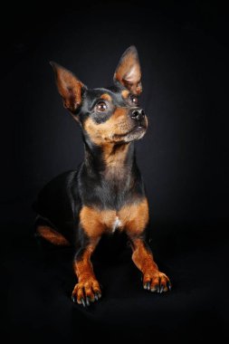 Minyatür pinscher siyah arkaplanda izole 