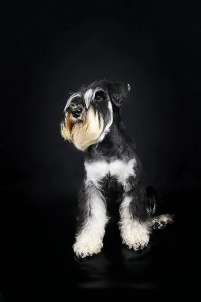 Portrait Chiot Miniature Schnauzer Chiot Noir Argent Assis Isolé Sur — Photo