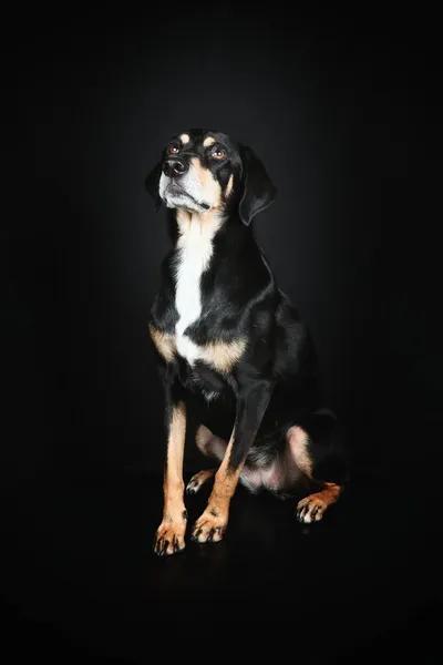 Смешанная Порода Собаки Сидя Изолированы Черном — стоковое фото