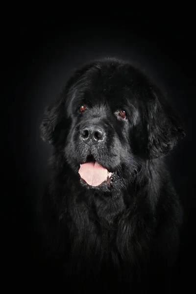 Portret Van Newfoundland Zwarte Achtergrond Stockafbeelding