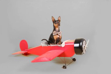  Uçaktaki minyatür pinscher köpeği gri arka planda izole edilmiş.
