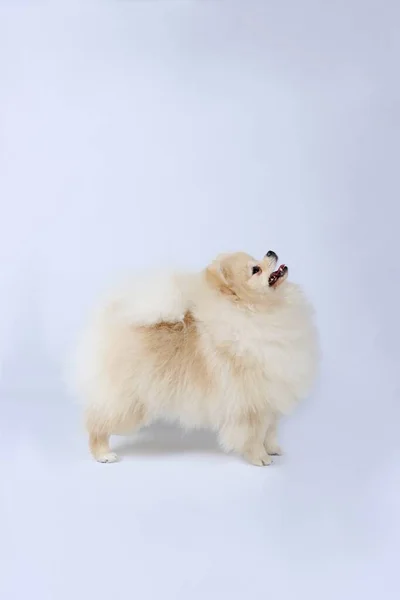 Biały Pomeranian Stojący Studio — Zdjęcie stockowe