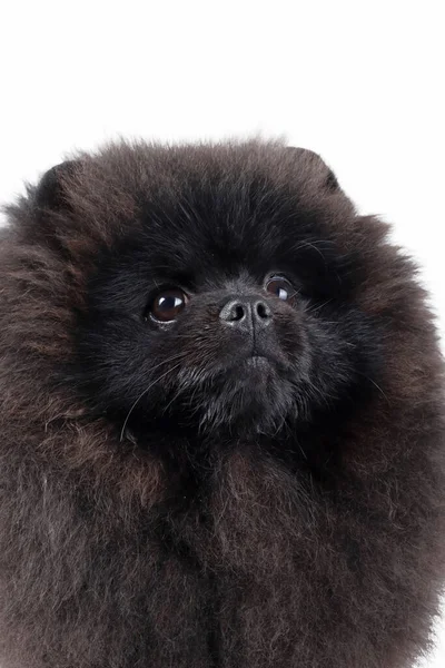 Retrato Preto Pomeranian Spitz Fundo Branco — Fotografia de Stock