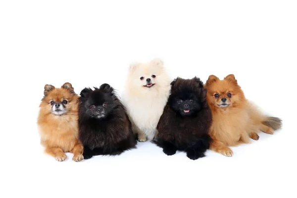 Csoport Pomeranian Spitz Fekvő Fehér Háttér — Stock Fotó