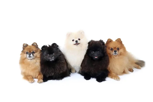 Groep Van Pomeranian Spitz Liggend Witte Achtergrond Stockfoto