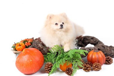 Sonbahar aylarında balkabakları ve portakal yapraklarıyla minyatür tükürükler.