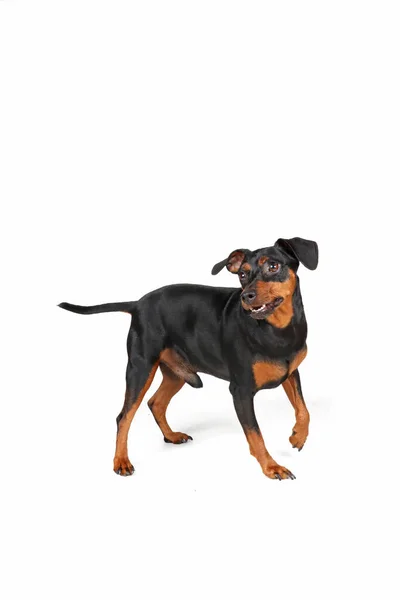 Miniatyr Pinscher Hund Isolerad Vit Bakgrund — Stockfoto