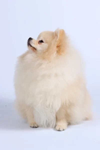 Bílý Pomeranian Pes Studiu — Stock fotografie