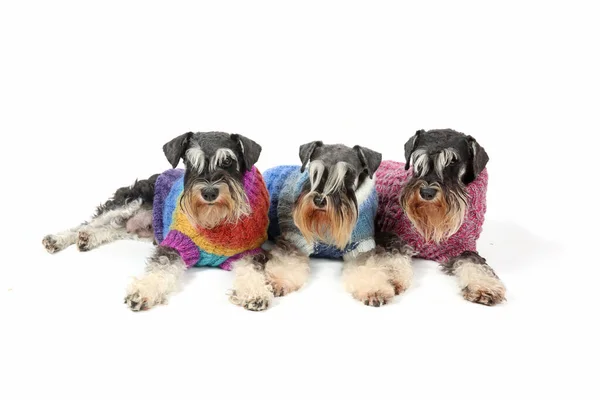 Groep Honden Met Wollen Trui Witte Achtergrond Rechtenvrije Stockfoto's