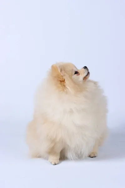 Witte Pomeranian Hond Studio Stockfoto