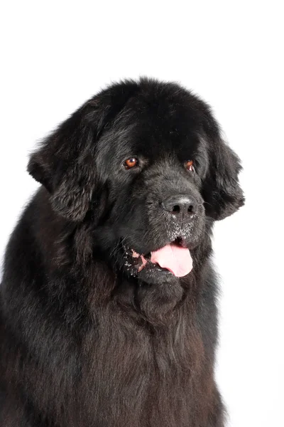 Potret Anjing Newfoundland Terisolasi Atas Putih Stok Gambar Bebas Royalti