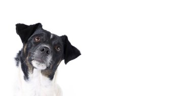 Beyaz arka planda Jack Russell 'ın panoramik portresi 