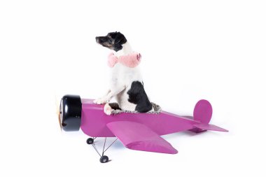 Jack Russell stüdyoda pembe bir uçakta.