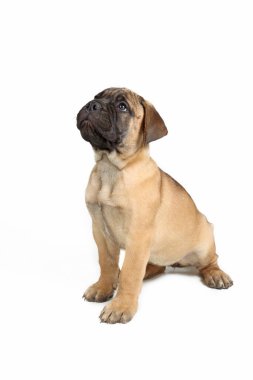 Yavru boğa beyazı izole etmiş. 