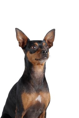 Beyaz arka planda izole edilmiş minyatür pinscher köpeğinin portresi