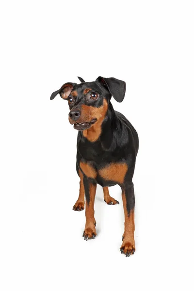 Porträtt Miniatyr Pinscher Hund Isolerad Vit Bakgrund — Stockfoto