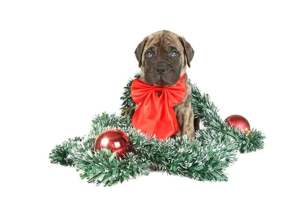 Bullmastiff Filhote Cachorro Envolto Com Uma Grinalda Natal Fundo Branco — Fotografia de Stock