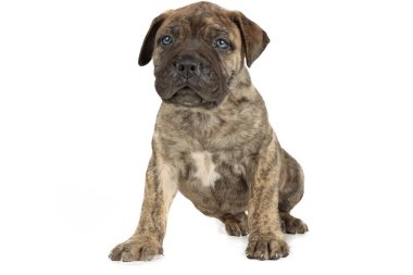 beyaz arka planda izole edilmiş bulmastiff köpek yavrusu 