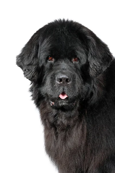 Retrato Cão Terra Nova Estúdio Sobre Fundo Branco — Fotografia de Stock