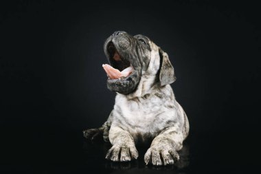 bulmastiff köpek yavrusu siyah arkaplanda izole edilmiş. 