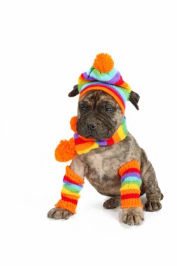 Beyaz arka planda yün şapkalı köpek yavrusu 